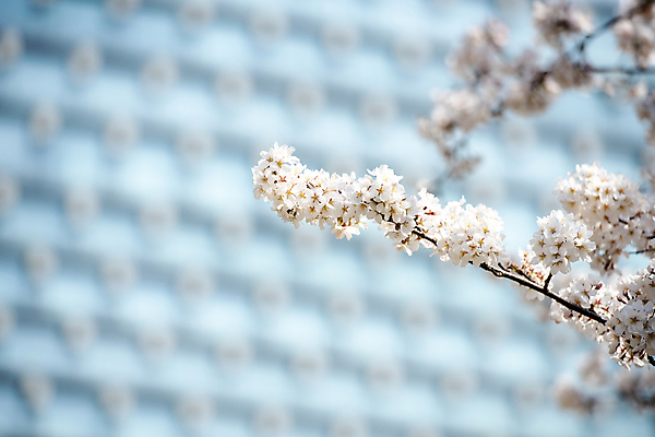 포토 JPG 나무 자연 하늘 풍경 사람없음 야외 건물 맑음 봄풍경 봄 벚꽃 벚나무 국내포토 식물 건축물 계절 꽃 날씨 생태계 파일형식