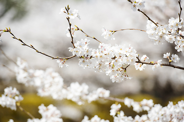 포토 JPG 나무 자연 하늘 풍경 사람없음 야외 맑음 봄풍경 봄 벚꽃 벚나무 국내포토 식물 계절 꽃 날씨 생태계 파일형식