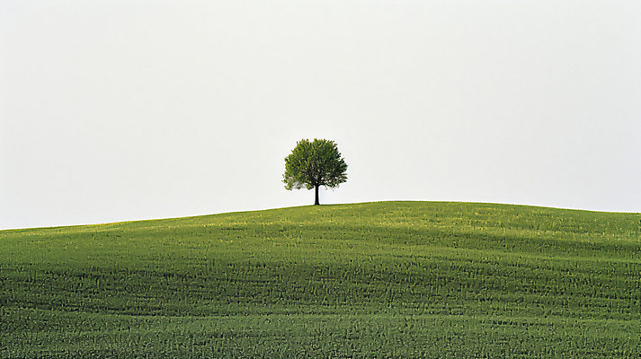 JPG 나무 편집이미지 배경화면 자연 하늘 풍경 초원 사람없음 편안함 디지털합성 편집실사 AI포토 AI콘텐츠 식물 감각 CG 생태계 파일형식