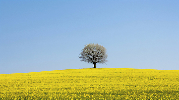 JPG 나무 편집이미지 배경화면 자연 하늘 풍경 초원 사람없음 편안함 디지털합성 편집실사 AI포토 AI콘텐츠 식물 감각 CG 생태계 파일형식