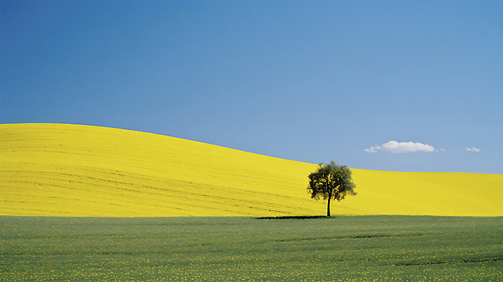 JPG 나무 구름 편집이미지 배경화면 자연 하늘 풍경 초원 사람없음 편안함 디지털합성 편집실사 AI포토 AI콘텐츠 자연요소 식물 감각 CG 생태계 파일형식
