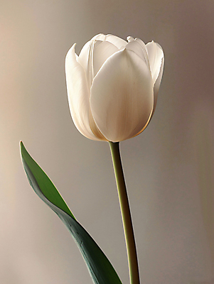 JPG 편집이미지 꽃 한송이 봄꽃 근접촬영 사람없음 튤립 흰색 디지털합성 편집소스 편집실사 AI포토 AI콘텐츠 식물 1 뷰포인트 컬러 봄 CG 송이 파일형식