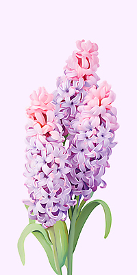 PSD 꽃잎 줄기 분홍색 잎 일러스트 사람없음 봄 연보라색 유화 히아신스 국내일러스트 식물 계절 꽃 컬러 미술 보라색 파일형식