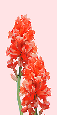 PSD 꽃잎 줄기 잎 일러스트 사람없음 빨간색 봄 유화 히아신스 국내일러스트 식물 계절 꽃 컬러 미술 파일형식