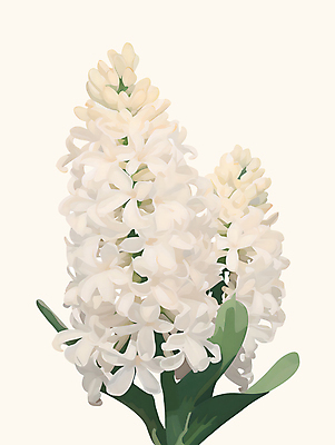 PSD 꽃잎 줄기 잎 일러스트 사람없음 봄 흰색 유화 히아신스 국내일러스트 식물 계절 꽃 컬러 미술 파일형식