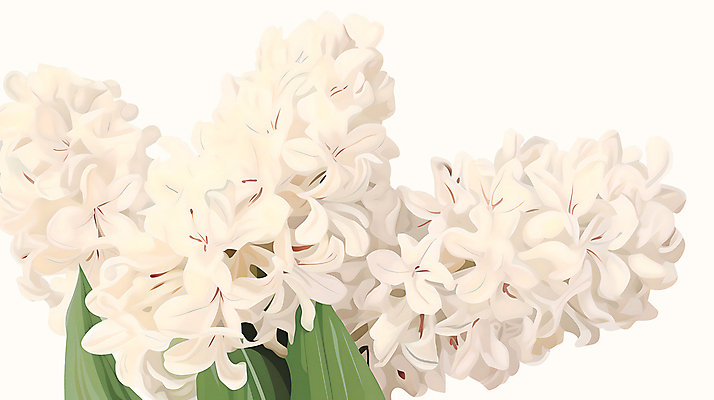 PSD 꽃잎 줄기 잎 일러스트 사람없음 봄 흰색 유화 히아신스 국내일러스트 식물 계절 꽃 컬러 미술 파일형식