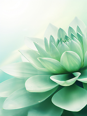 JPG 편집이미지 종교 연꽃 근접촬영 사람없음 초록색 믿음 편안함 이미지편집 편집실사 AI컴퓨터그래픽 AI콘텐츠 꽃 감정 뷰포인트 컬러 감각 CG 파일형식