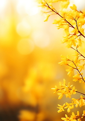 JPG 편집이미지 포스터 백그라운드 잎 봄꽃 자연 따뜻함 사람없음 야외 햇빛 노란색 나뭇가지 개나리 꽃봉오리 싱그러움 편집실사 AI포토 AI콘텐츠 나무 식물 꽃 컬러 태양 봄 CG 생태계 파일형식