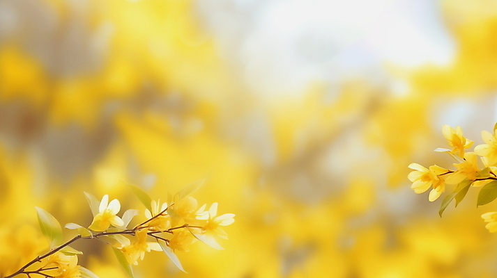 JPG 편집이미지 배너 백그라운드 잎 봄꽃 자연 따뜻함 사람없음 야외 햇빛 노란색 나뭇가지 개나리 꽃봉오리 싱그러움 편집실사 AI포토 AI콘텐츠 나무 식물 꽃 컬러 태양 봄 CG 생태계 파일형식