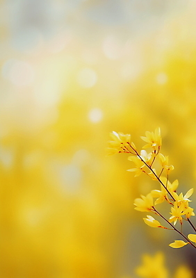 JPG 편집이미지 포스터 백그라운드 잎 봄꽃 자연 따뜻함 사람없음 야외 햇빛 노란색 나뭇가지 개나리 꽃봉오리 싱그러움 편집실사 AI포토 AI콘텐츠 나무 식물 꽃 컬러 태양 봄 CG 생태계 파일형식