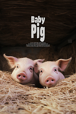 PSD 동물 편집이미지 꽃밭 사람없음 노을 돼지 아기돼지 카피스페이스 이미지편집 자연요소 꽃 새끼 포유류 공백 파일형식