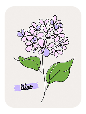 꽃 라인일러스트 일러스트 봄꽃 사람없음 보라색 라일락 국내일러스트 AI파일 식물 컬러 봄 파일형식 벡터