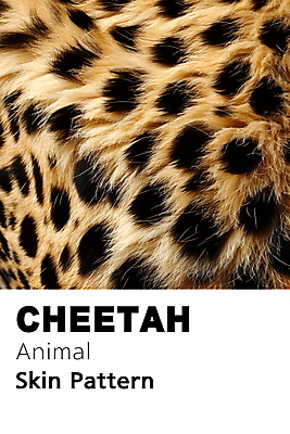 PSD 동물 편집이미지 백그라운드 무늬 패턴 사람없음 노란색 검은색 점 디지털합성 질감 치타 편집소스 이미지편집 컬러 포유류 파일형식