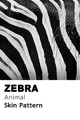 PSD 동물 편집이미지 백그라운드 무늬 패턴 사람없음 검은색 줄무늬 흰색 디지털합성 질감 얼룩말 편집소스 이미지편집 컬러 말_동물 파일형식