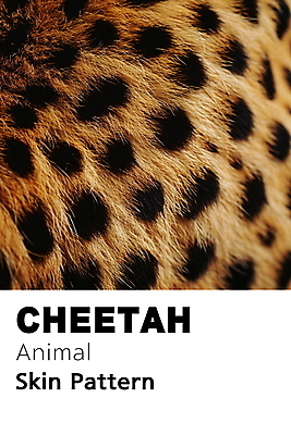 PSD 동물 편집이미지 백그라운드 무늬 패턴 사람없음 노란색 검은색 점 디지털합성 질감 치타 편집소스 이미지편집 컬러 포유류 파일형식