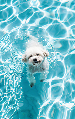 JPG 편집이미지 한마리 행복 반려견 물놀이 수영장 사람없음 여름 수영 강아지 푸들 편집실사 AI포토 AI콘텐츠 1 계절 감정 놀이 반려동물 수상스포츠 개 CG 파일형식