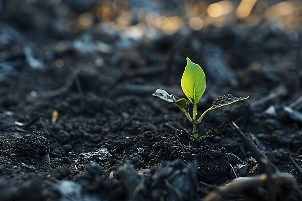 JPG 편집이미지 산 사람없음 새싹 희망 흙 진화 숲 자연재해 디지털합성 산불 재 편집실사 AI포토 AI콘텐츠 식물 감정 소방 CG 재해 화재 파일형식