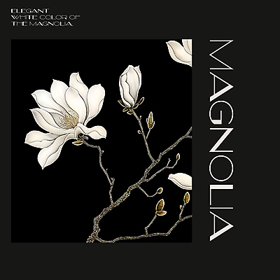 PSD 편집이미지 백그라운드 봄꽃 프레임 사람없음 검은색 봄 분위기 디지털합성 목련 편집소스 이미지편집 계절 꽃 컬러 컨셉 파일형식