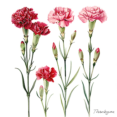PSD 편집이미지 줄기 분홍색 잎 캘리그라피 수채화 사람없음 빨간색 카네이션 꽃봉오리 이미지편집 식물 꽃 컬러 파일형식