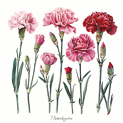 PSD 편집이미지 줄기 분홍색 잎 캘리그라피 수채화 사람없음 빨간색 카네이션 꽃봉오리 이미지편집 식물 꽃 컬러 파일형식