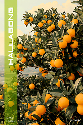 PSD 나무 편집이미지 백그라운드 사람없음 제주도 농장 달콤 디지털합성 한라봉 귤나무 편집소스 이미지편집 식물 농업 과일 귤 한국 맛 파일형식