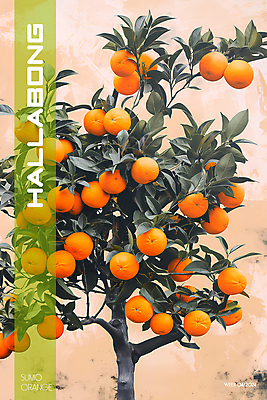 PSD 나무 편집이미지 백그라운드 사람없음 제주도 농장 주황색 달콤 디지털합성 한라봉 귤나무 편집소스 이미지편집 식물 컬러 농업 과일 귤 한국 맛 파일형식