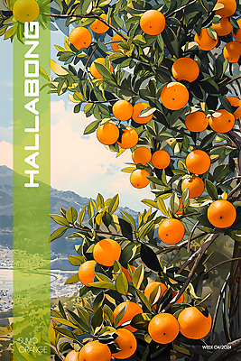 PSD 나무 편집이미지 백그라운드 사람없음 제주도 농장 달콤 디지털합성 한라봉 귤나무 편집소스 이미지편집 식물 농업 과일 귤 한국 맛 파일형식