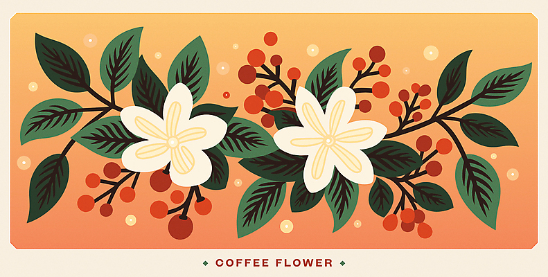 꽃 잎 꽃무늬 일러스트 사람없음 주황색 원두 판화 커피나무 커피열매 국내일러스트 AI파일 카드프레임 나무 식물 열매 커피 컬러 무늬 프레임 미술 파일형식 벡터