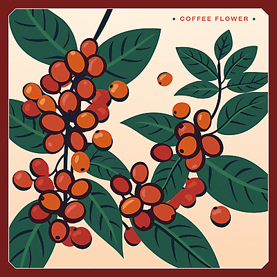 잎 일러스트 사람없음 초록색 주황색 원두 판화 커피나무 커피열매 국내일러스트 AI파일 카드프레임 나무 식물 열매 커피 컬러 프레임 미술 파일형식 벡터