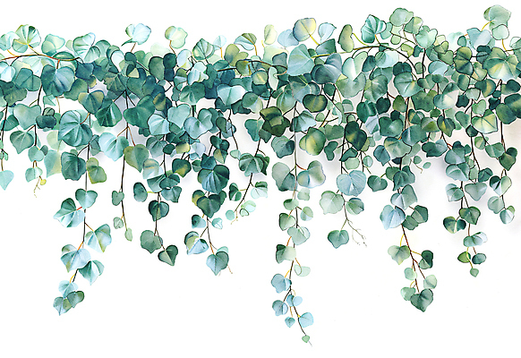 JPG 일러스트 자연 나뭇잎 수채화 사람없음 초록색 담쟁이덩굴 카피스페이스 국내일러스트 AI일러스트 AI콘텐츠 컬러 잎 공백 덩굴 생태계 파일형식