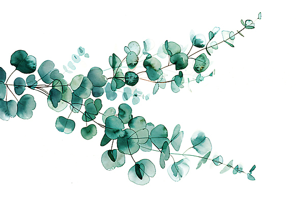 JPG 일러스트 자연 나뭇잎 수채화 사람없음 초록색 담쟁이덩굴 카피스페이스 국내일러스트 AI일러스트 AI콘텐츠 컬러 잎 공백 덩굴 생태계 파일형식