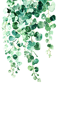 JPG 일러스트 자연 나뭇잎 수채화 사람없음 초록색 담쟁이덩굴 카피스페이스 국내일러스트 AI일러스트 AI콘텐츠 컬러 잎 공백 덩굴 생태계 파일형식