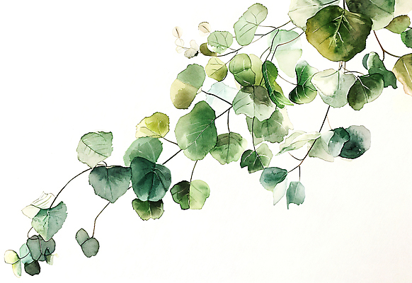 JPG 일러스트 자연 나뭇잎 수채화 사람없음 초록색 담쟁이덩굴 카피스페이스 국내일러스트 AI일러스트 AI콘텐츠 컬러 잎 공백 덩굴 생태계 파일형식