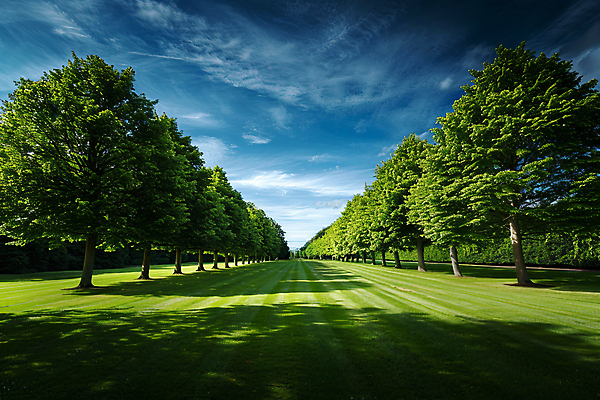 JPG 나무 구름 편집이미지 자연 하늘 그림자 풍경 초원 사람없음 야외 햇빛 디지털합성 편집실사 AI포토 AI콘텐츠 자연요소 식물 태양 CG 생태계 파일형식
