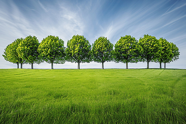 JPG 나무 구름 편집이미지 자연 하늘 풍경 초원 사람없음 야외 디지털합성 편집실사 AI포토 AI콘텐츠 자연요소 식물 CG 생태계 파일형식