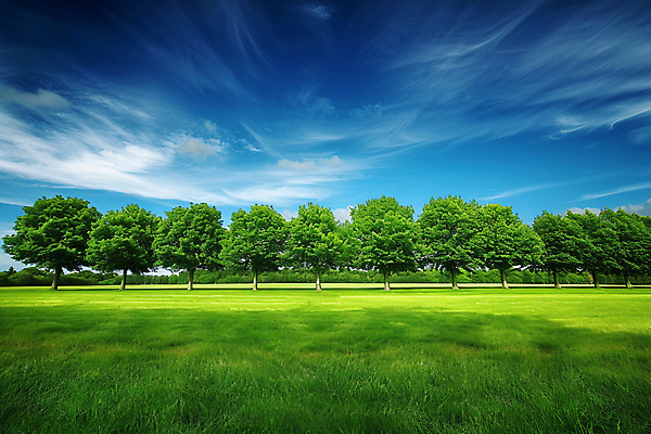 JPG 나무 구름 편집이미지 자연 하늘 풍경 초원 사람없음 야외 디지털합성 편집실사 AI포토 AI콘텐츠 자연요소 식물 CG 생태계 파일형식