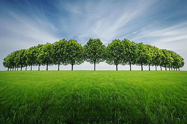 JPG 나무 구름 편집이미지 자연 하늘 풍경 초원 사람없음 야외 디지털합성 편집실사 AI포토 AI콘텐츠 자연요소 식물 CG 생태계 파일형식