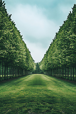 JPG 나무 구름 편집이미지 자연 하늘 그림자 풍경 사람없음 그늘 디지털합성 메타세콰이어길 편집실사 AI포토 AI콘텐츠 자연요소 식물 길 CG 생태계 메타세콰이어 파일형식