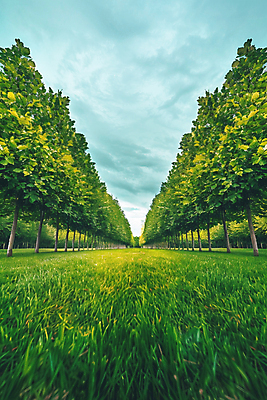 JPG 나무 구름 편집이미지 자연 하늘 풍경 사람없음 그늘 디지털합성 메타세콰이어길 편집실사 AI포토 AI콘텐츠 자연요소 식물 길 CG 생태계 메타세콰이어 파일형식