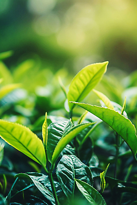 JPG 편집이미지 잎 밭 사람없음 초록색 햇빛 농사 디지털합성 녹차잎 편집실사 AI포토 AI콘텐츠 식물 컬러 농업 태양 녹차 CG 찻잎 파일형식