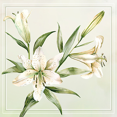 PSD 백그라운드 일러스트 수채화 프레임 사람없음 초록색 흰색 백합 국내일러스트 카드프레임 꽃 컬러 파일형식