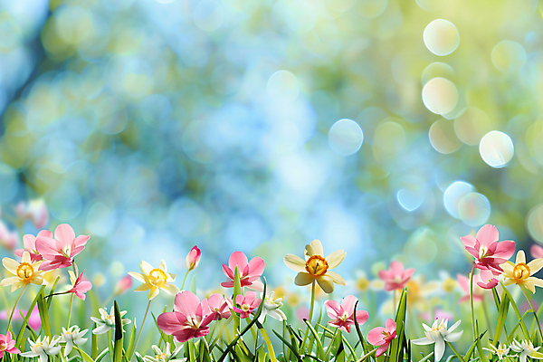 JPG 편집이미지 봄꽃 프레임 사람없음 봄풍경 봄 보케 카피스페이스 편집실사 AI포토 AI콘텐츠 계절 꽃 풍경 공백 CG 파일형식