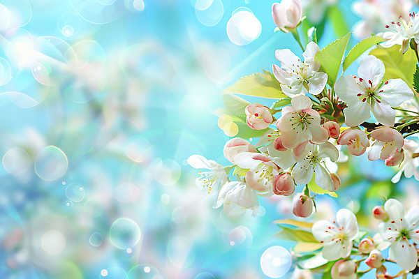 JPG 편집이미지 봄꽃 프레임 사람없음 빛 봄풍경 봄 보케 카피스페이스 편집실사 AI포토 AI콘텐츠 계절 꽃 풍경 공백 CG 파일형식