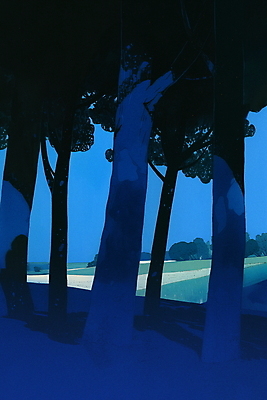 JPG 나무 야경 일러스트 자연 밤하늘 사람없음 여름 파란색 평화 어둠 고요 숲 국내일러스트 AI일러스트 AI콘텐츠 식물 계절 컬러 컨셉 하늘 야간 생태계 파일형식 풍경_경치