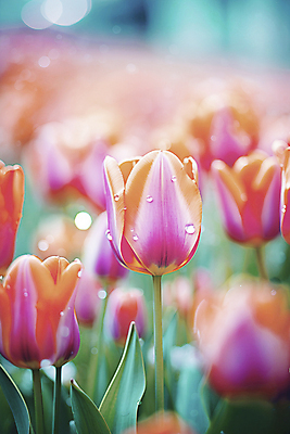 JPG 편집이미지 꽃밭 자연 사람없음 봄 튤립 물방울 개화 디지털합성 보케 튤립축제 편집실사 AI포토 AI콘텐츠 계절 꽃 축제 CG 생태계 꽃축제 파일형식