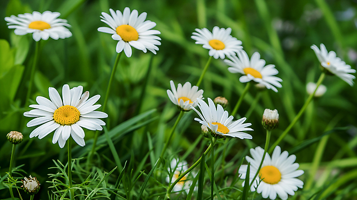 JPG 편집이미지 백그라운드 꽃밭 자연 사람없음 봄 풀 데이지 편집실사 AI포토 AI콘텐츠 식물 계절 꽃 CG 생태계 파일형식