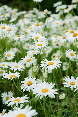 JPG 편집이미지 백그라운드 꽃밭 자연 사람없음 봄 풀 데이지 편집실사 AI포토 AI콘텐츠 식물 계절 꽃 CG 생태계 파일형식