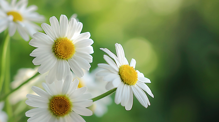 JPG 편집이미지 백그라운드 꽃밭 자연 사람없음 봄 풀 데이지 편집실사 AI포토 AI콘텐츠 식물 계절 꽃 CG 생태계 파일형식