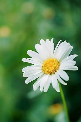 JPG 편집이미지 백그라운드 자연 사람없음 봄 풀 데이지 편집실사 AI포토 AI콘텐츠 식물 계절 꽃 CG 생태계 파일형식