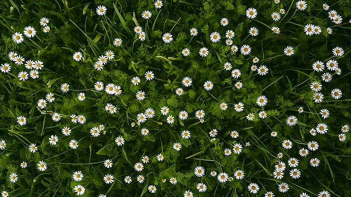 JPG 편집이미지 백그라운드 꽃밭 자연 사람없음 봄 풀 데이지 편집실사 AI포토 AI콘텐츠 식물 계절 꽃 CG 생태계 파일형식